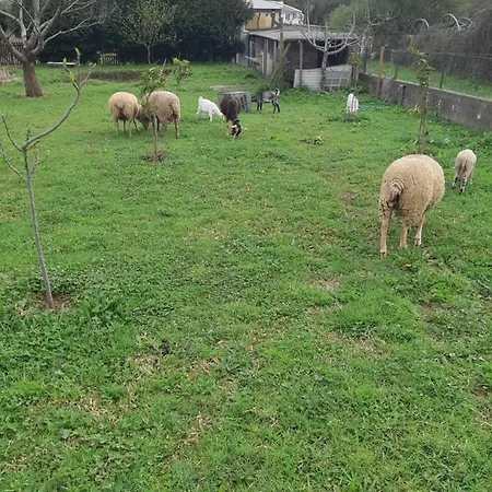 Casa Do Coura فندق مبيت وإفطار كامينيا
