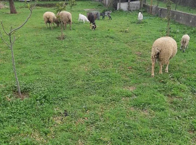 Casa Do Coura Frühstückspension Caminha