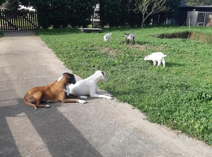 Casa Do Coura לינה וארוחת בוקר 3*